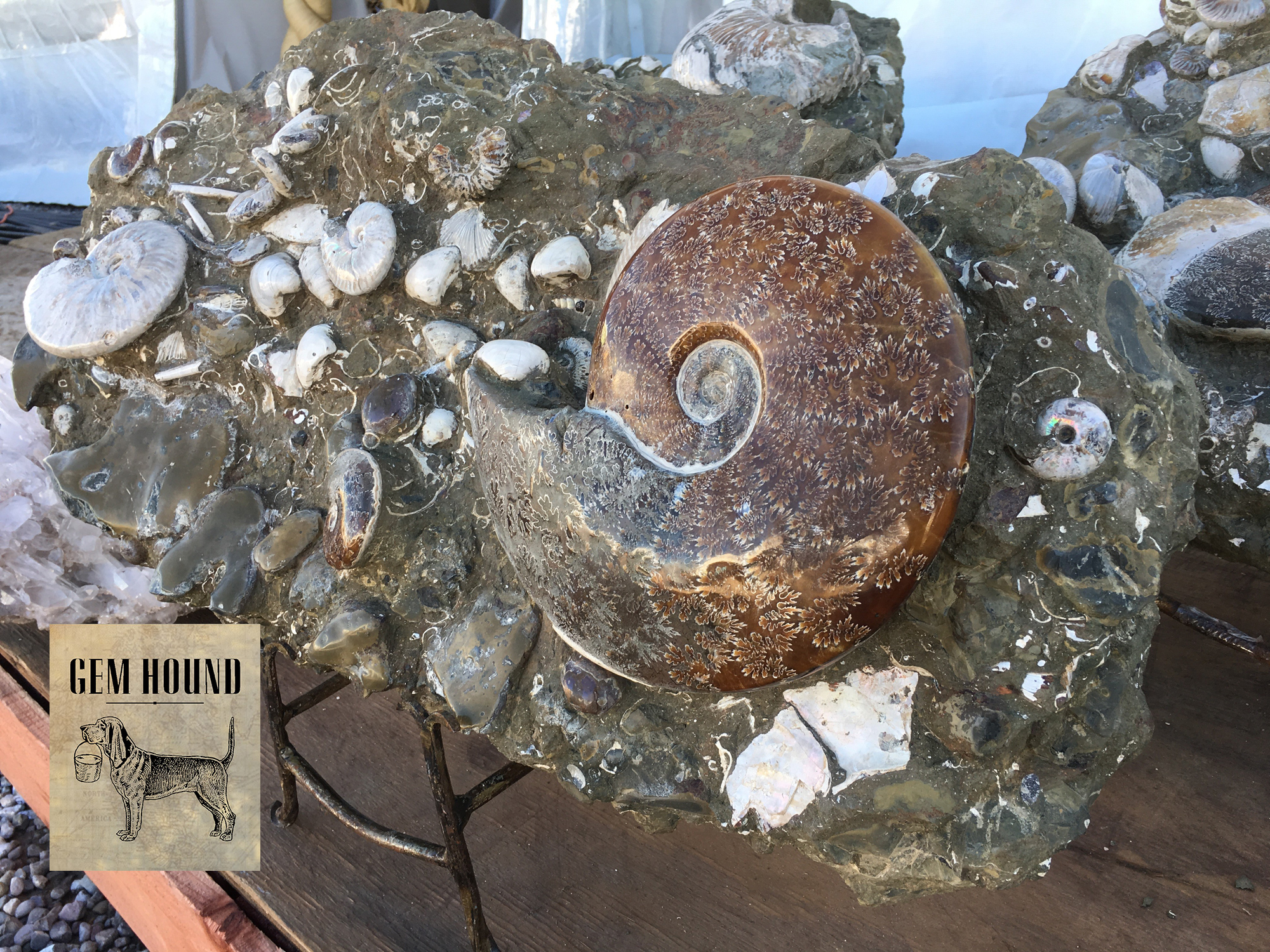 Ammonites